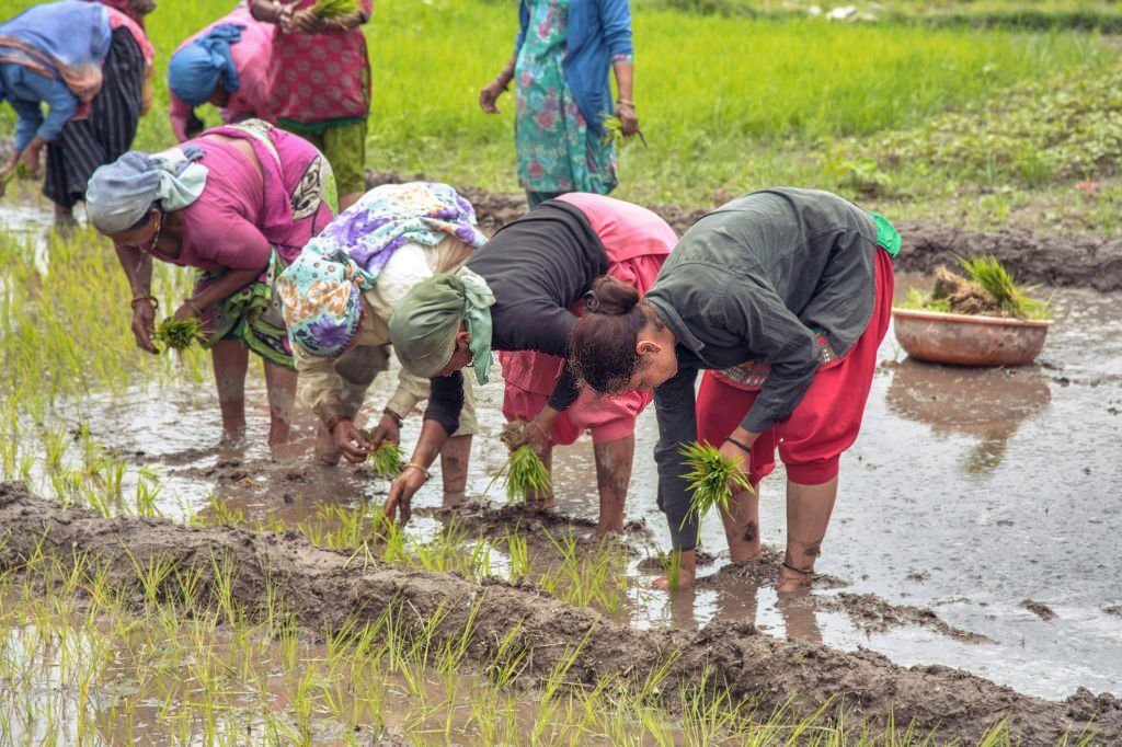 Paddy crop in Someshwar uttarakhand