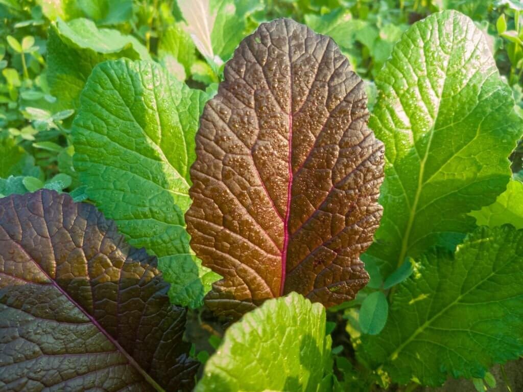 Kappa - Food recipe Uttarakhand