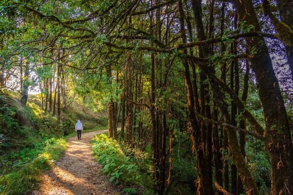 A captivating and adventurous walk in the Binsar Wildlife Sanctuary in Uttarakhand, India. The image shows a person walking on a trail in the forest, where more than 200 species of birds, mammals, reptiles, and butterflies can be found. This image reveals one of the off-the-beaten-path travel spots in Uttarakhand that most tourists don’t know about.