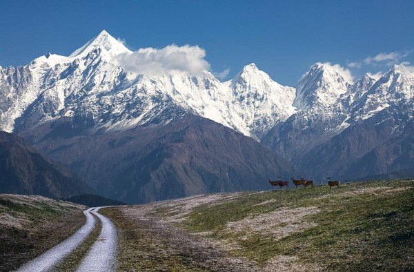 A scenic view of the Himalayan mountains in Uttarakhand, with a dirt road and a group of deer in the foreground. This image illustrates one of the off-the-beaten-path travel spots in Uttarakhand that most tourists don’t know about.